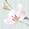 Apple Bloom