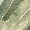 Forêt de Palmiers