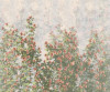 Wall Roses