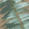 Manoa
