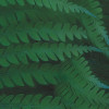 Jungle Morning