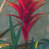 Jungle Morning