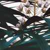Jungle Morning