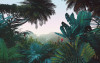 Jungle Morning