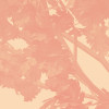 Heartwood