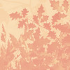 Heartwood