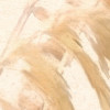 Dune Grass