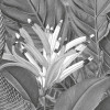 Amazonia Black and White