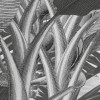 Amazonia Black and White