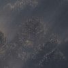 Rays
