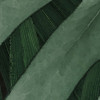 Monstera on Marble