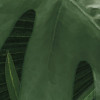 Monstera on Marble