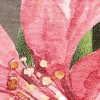 Large Bloomed