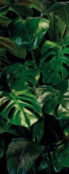 Tropical Wall