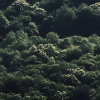 The Summit