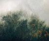 Tales of the Carpathians