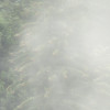 Forest Land