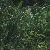 Hall of Mosses