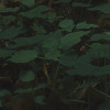 Hall of Mosses