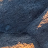 Elephant Skin