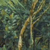 Jungle Lands