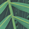 Foggy Fern