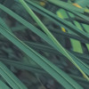 Foggy Fern