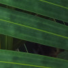 Amazon Fern