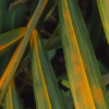 Amazon Fern