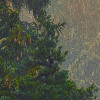 Mystical Firs