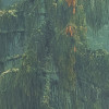 Foggy Firs