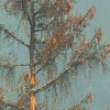 Foggy Firs