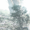 Magic Trees