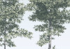 Pines
