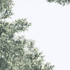 Pines