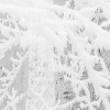 Winter Wood