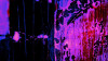 Bubbles Ascending darkblu-pinke