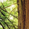 Redwood