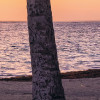 Palmtrees on Beach