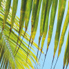 Under The Palmtree