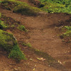 The Path