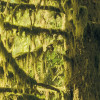 Ancient World