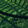 Into the Jungle