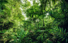 Into the Jungle