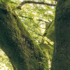 Mystic Path