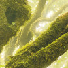 Green Fire