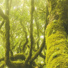Green Fire