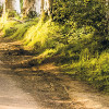 Golden Hedges