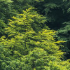 Forest Land