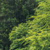 Forest Land